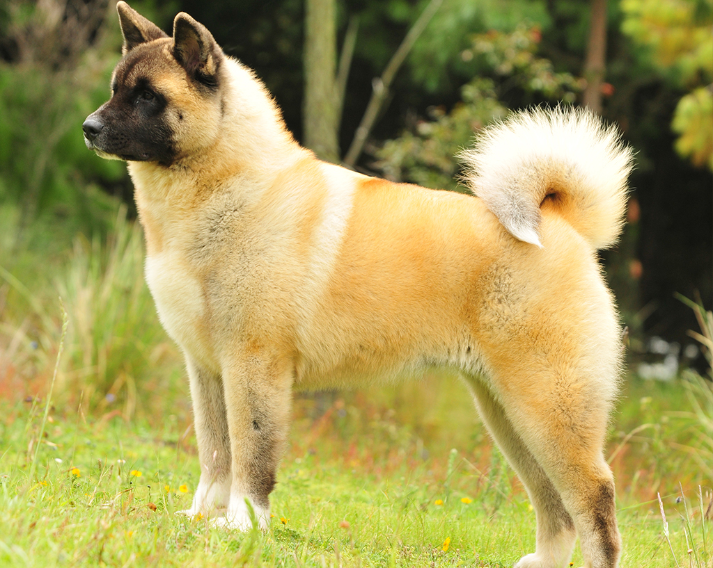 Características del Akita americano