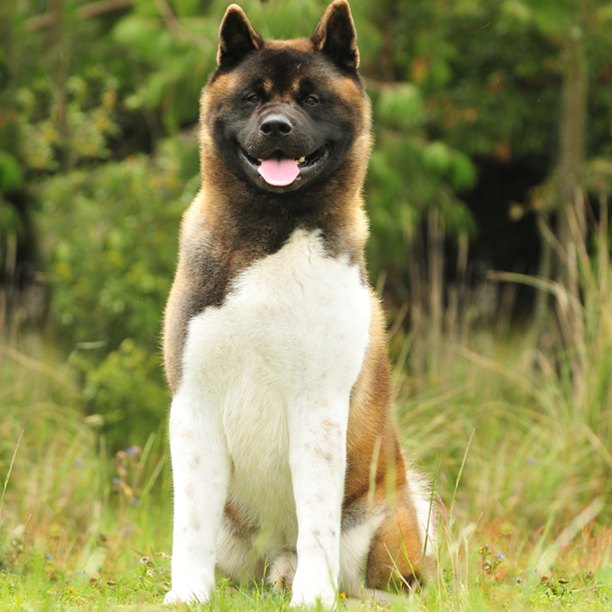 son akitas buenos perros de casa