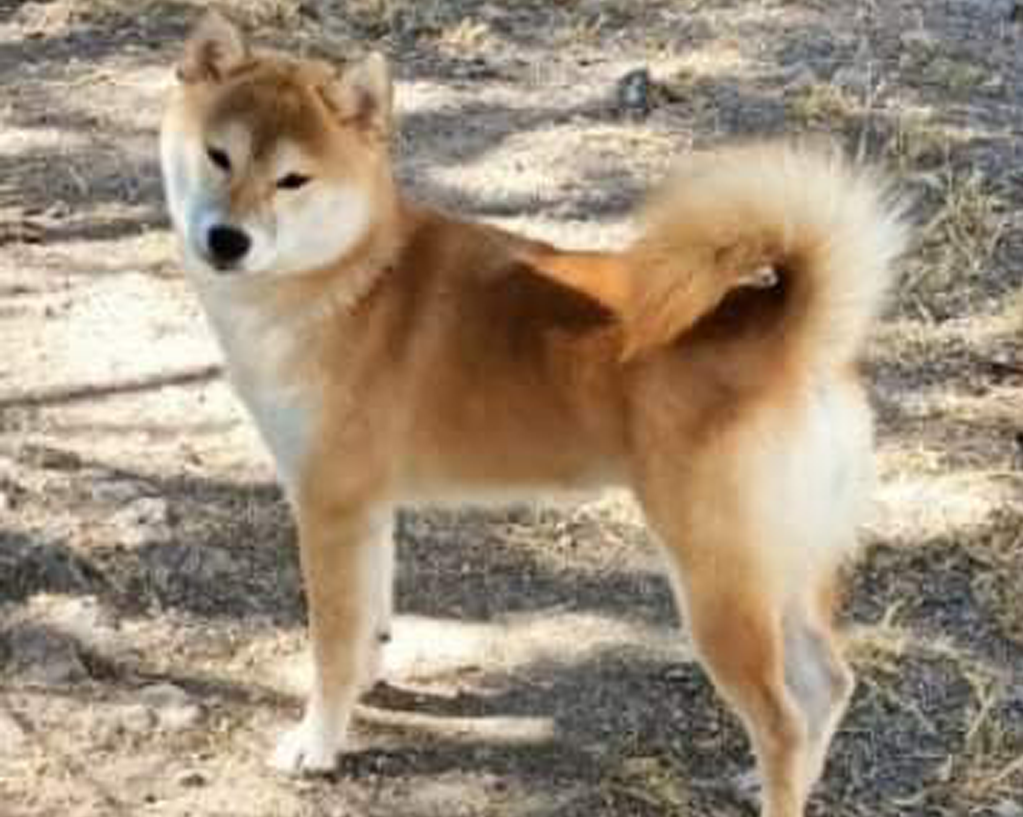 Características del Shiba Inu